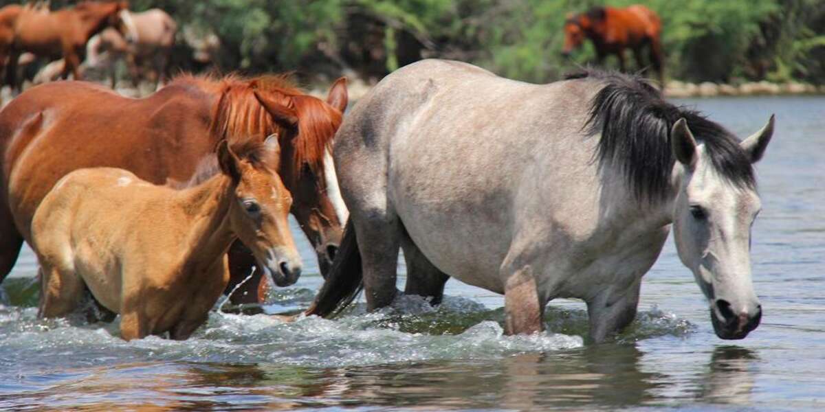 Young Horse Saves Friend From Drowning. Now Both Need Saving From