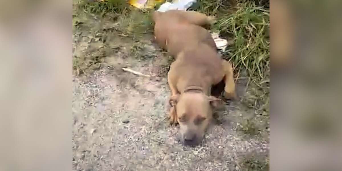 Dog Dumped On Road Can't Stop Wagging Her Tail - The Dodo
