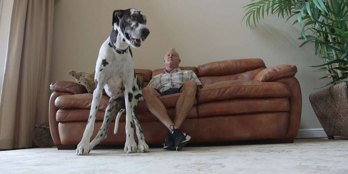 Meet The Tallest Female Dog In The World Videos The Dodo