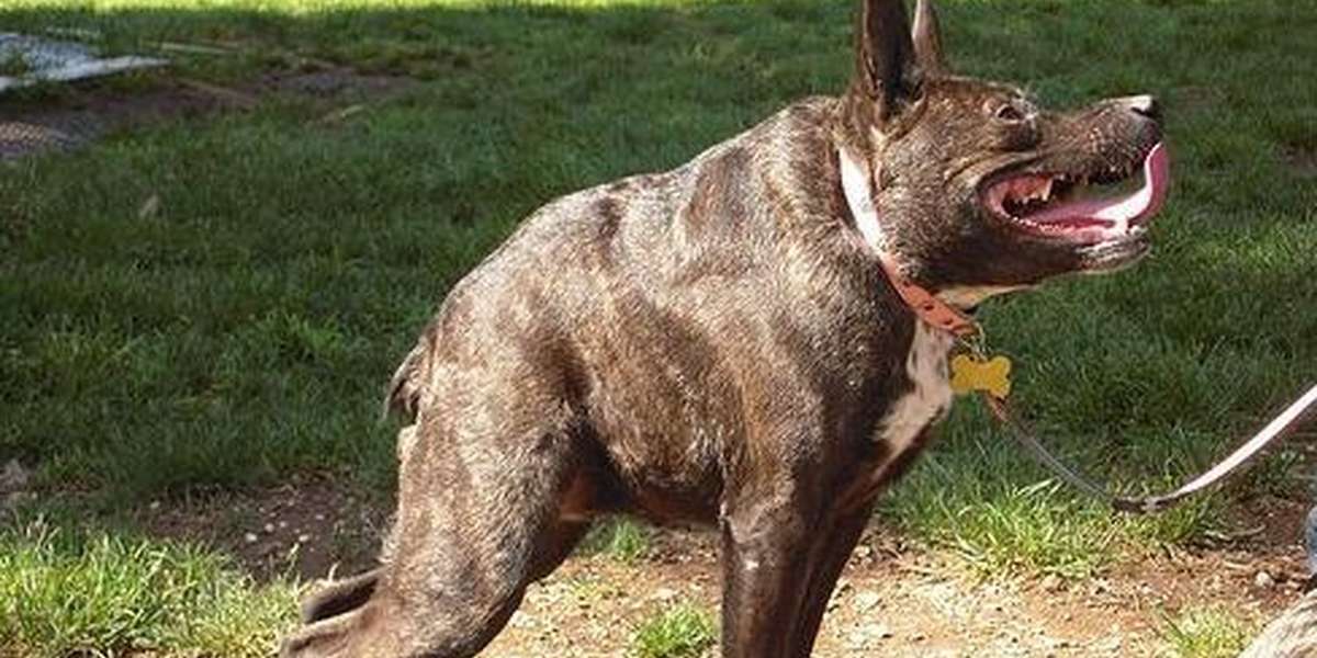 No This Wasn t Photoshopped It s What Happens When Idiots Breed Dogs 