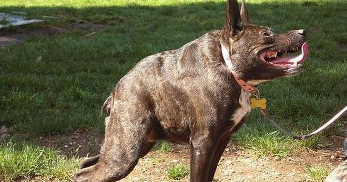 Weirdest breed deals of dog