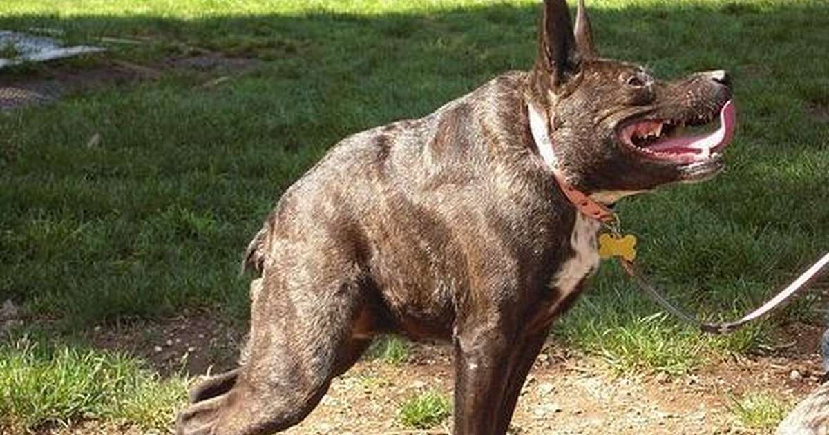 No, This Wasn't Photoshopped. It's What Happens When Idiots Breed Dogs