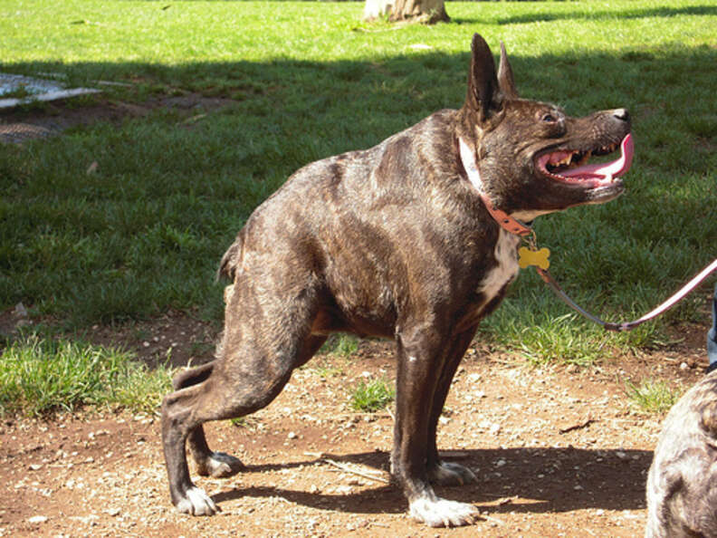 Crazy looking 2024 dog breeds