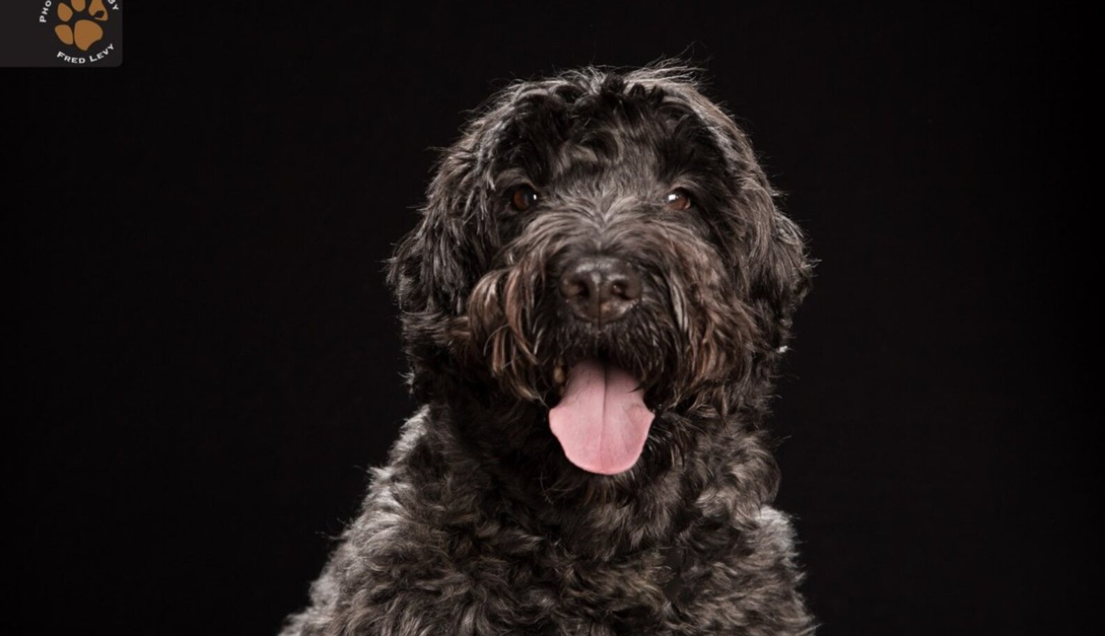 Story Behind The Shot: The Friendly Faces Of Black Dogs - The Dodo