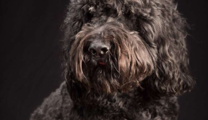 Story Behind The Shot: The Friendly Faces Of Black Dogs - The Dodo