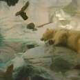 Johnny The Polar Bear Dies At SeaWorld
