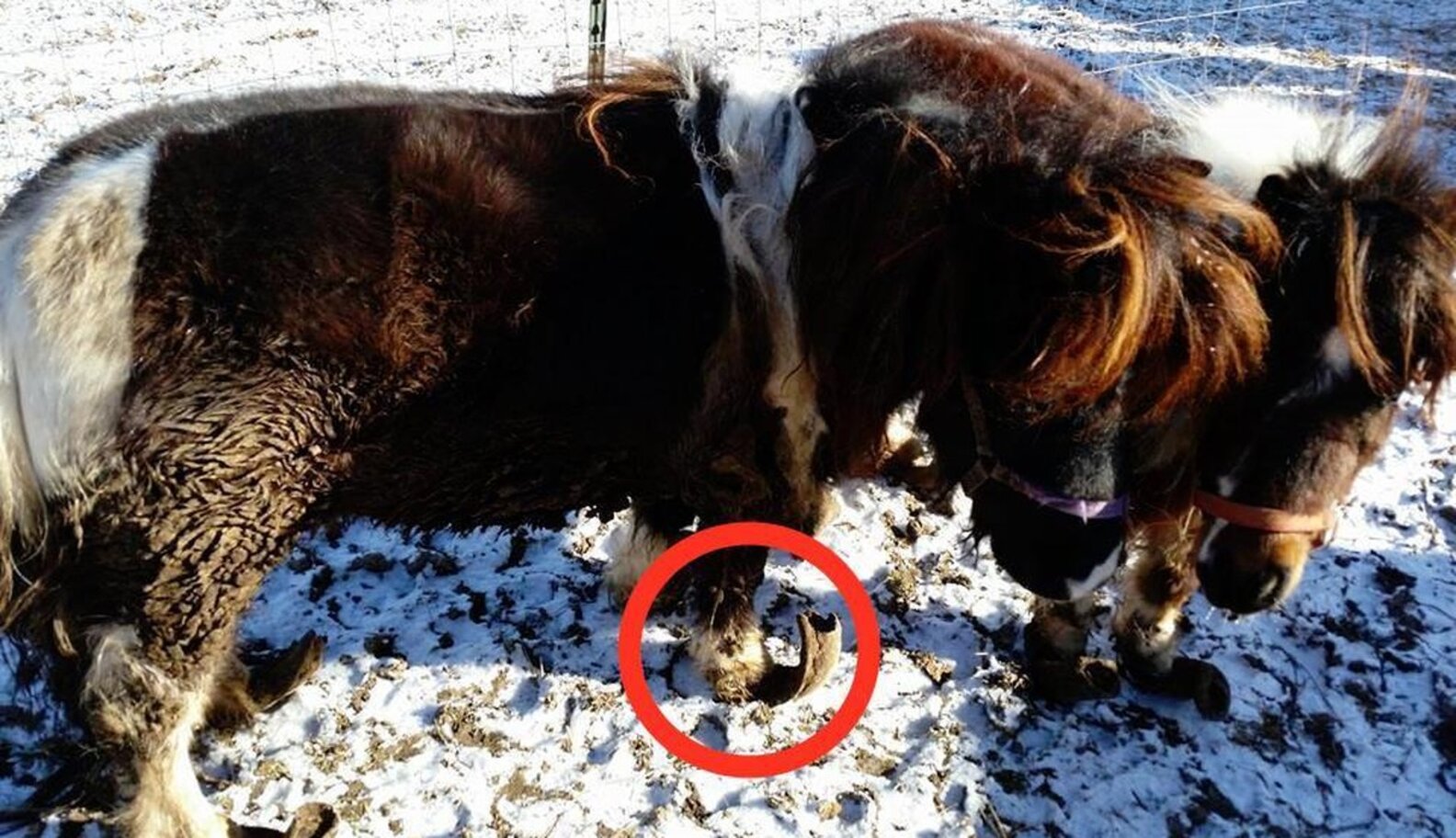 Miniature Horses' Hooves Show Just How Long They Were Neglected The Dodo