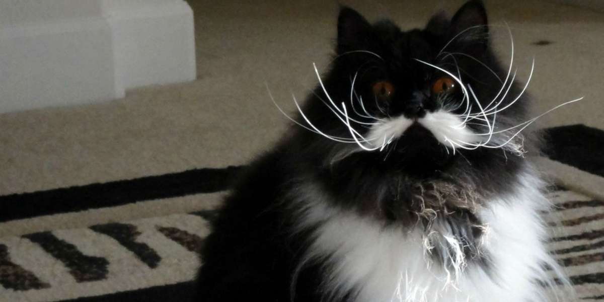 13 Cats Born With Perfect Mustaches - The Dodo