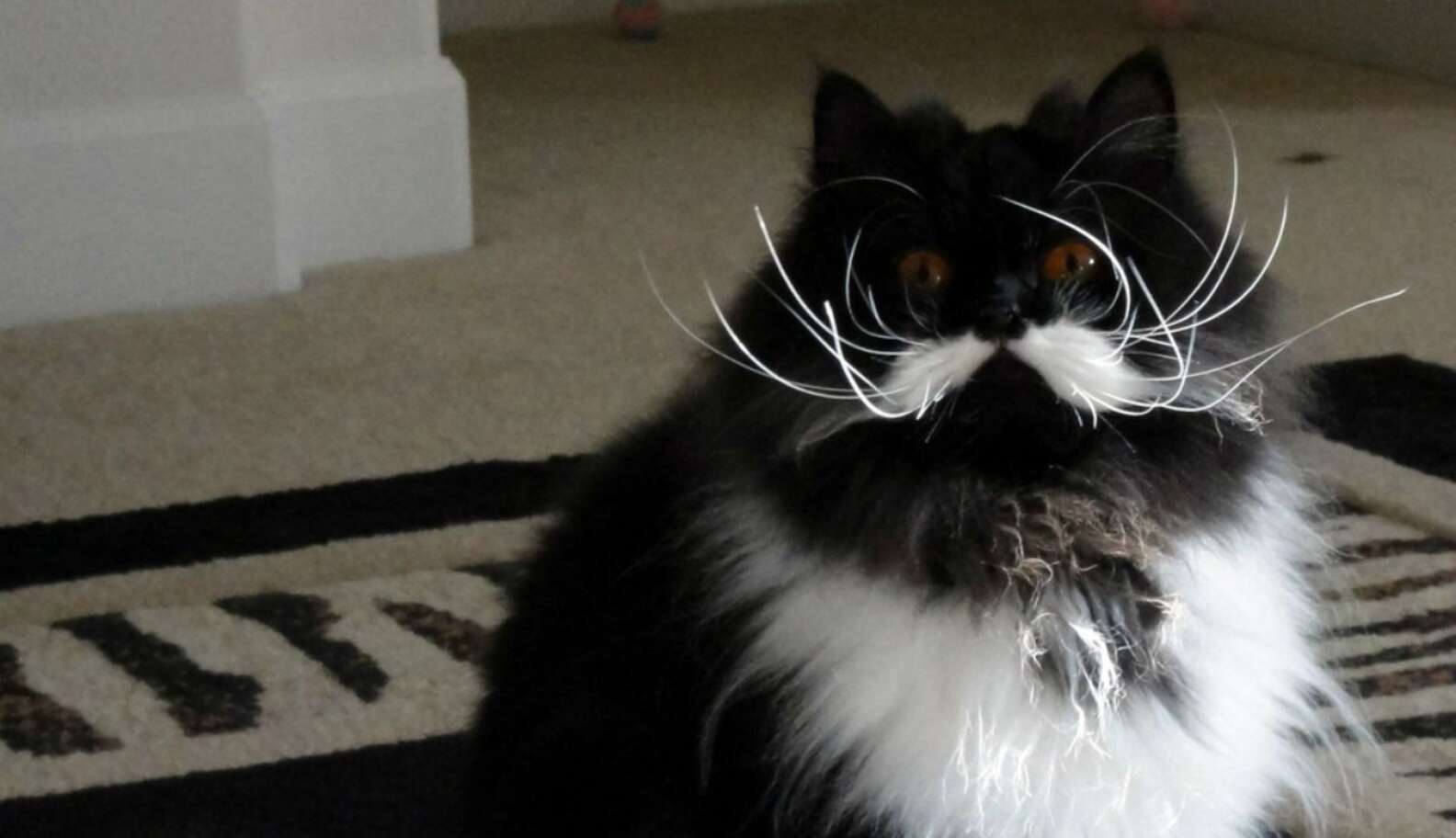 13 Cats Born With Perfect Mustaches - The Dodo