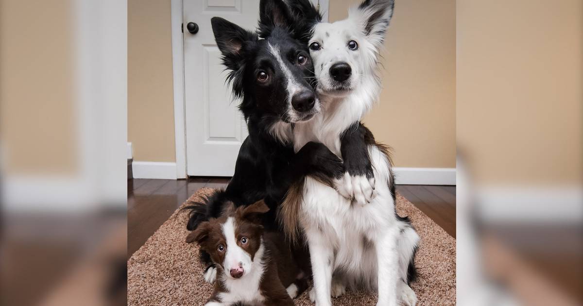 do border collies get along with other animals