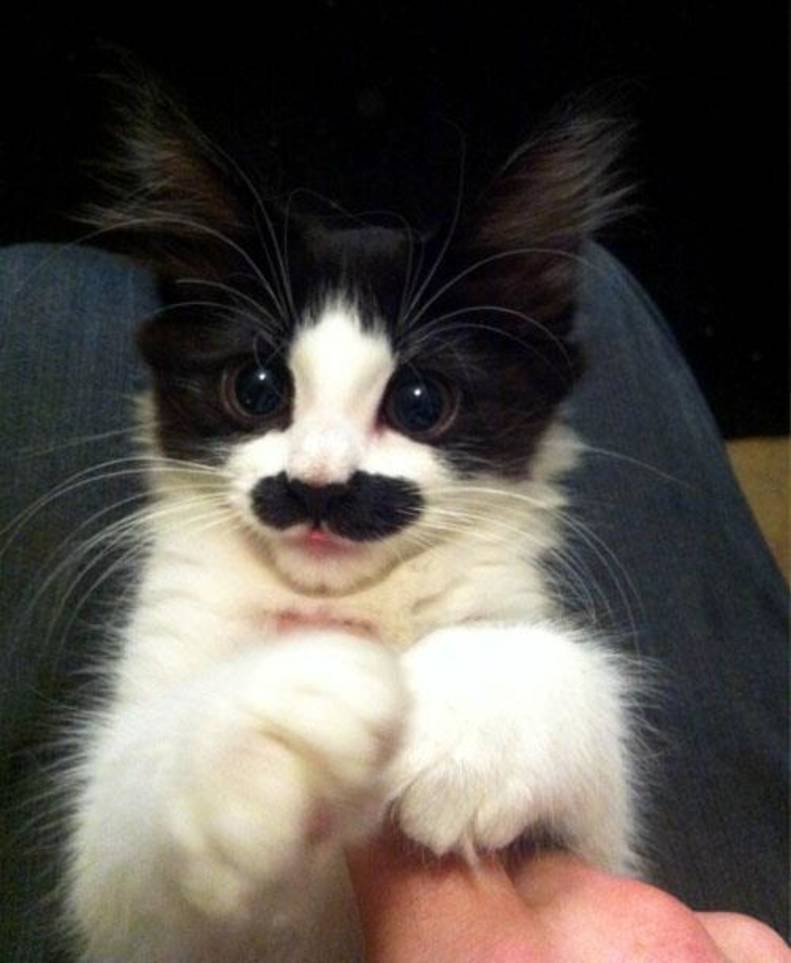 Mustachioed Feline Friends: Bringing Smiles to Your Day with These Cats ...