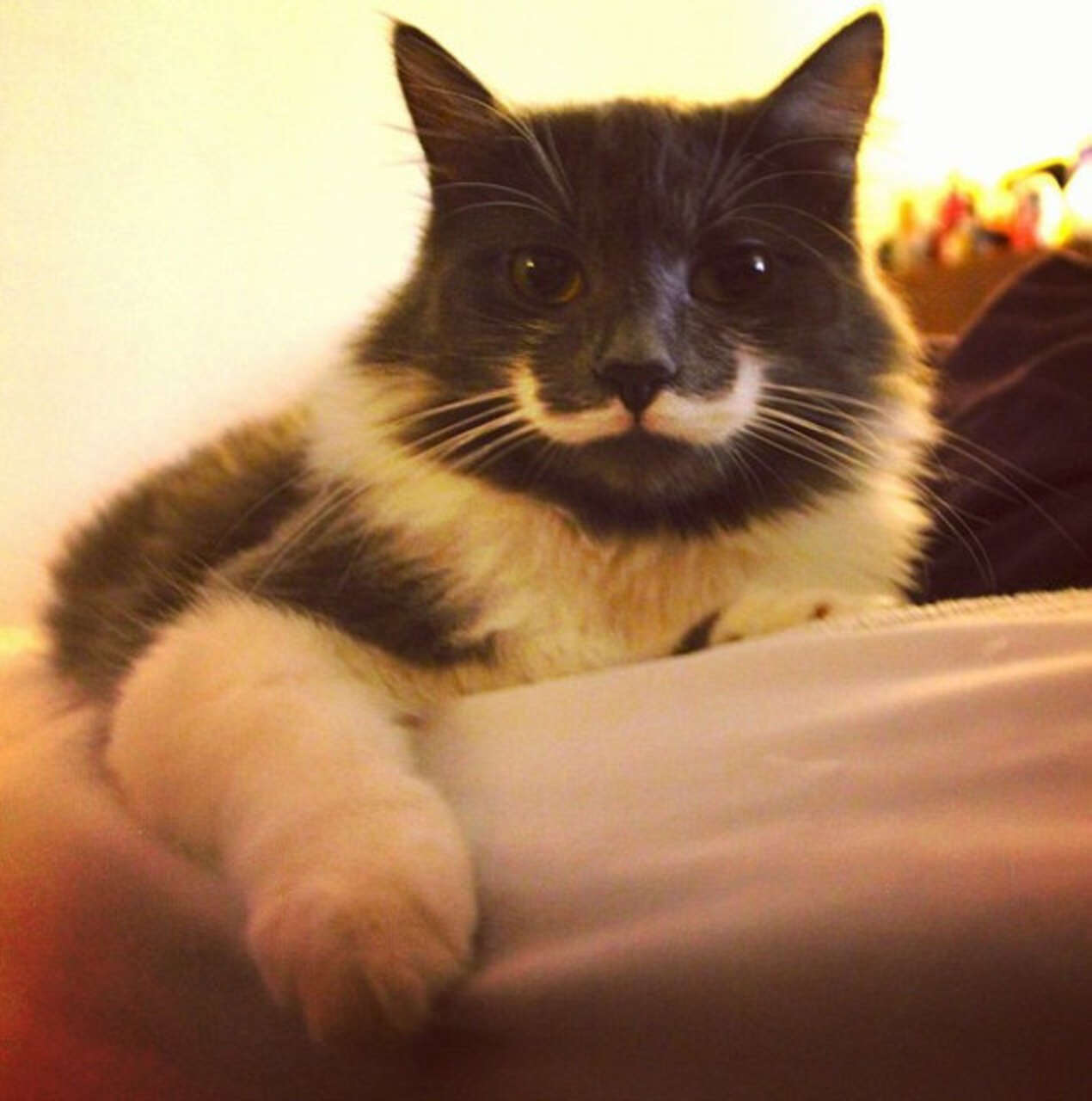 13 Cats Born With Perfect Mustaches The Dodo