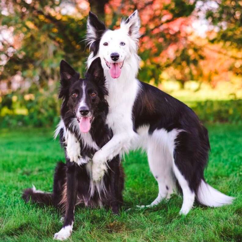 Hugging Dogs Get New Border Collie Puppy Brother - The Dodo