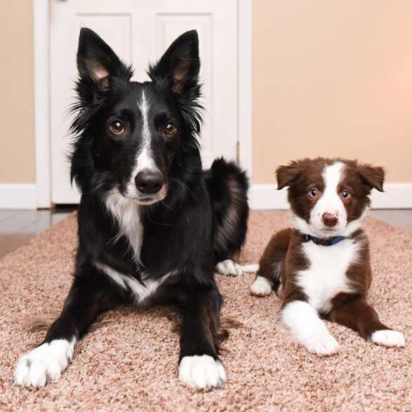 hugging dogs get a new brother