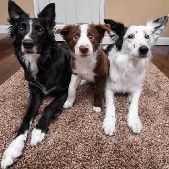 hugging dogs get a new brother