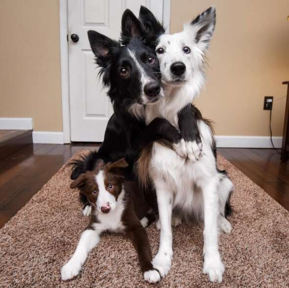 hugging dogs get a new brother 