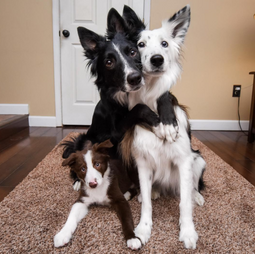 brother collie dog