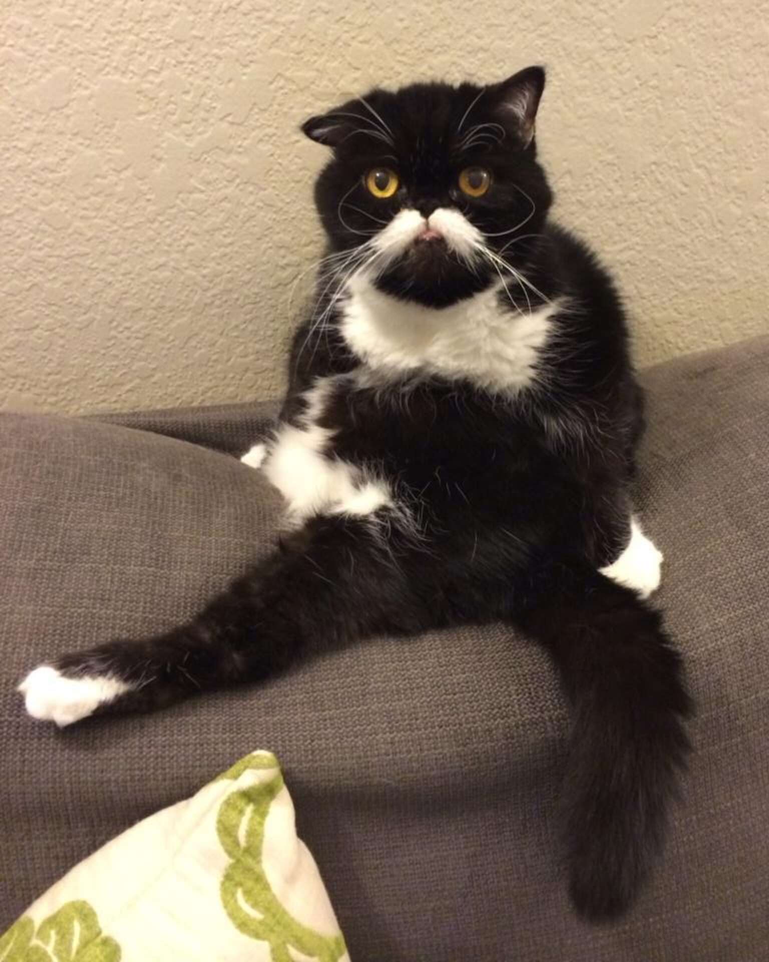 13 Cats Born With Perfect Mustaches The Dodo