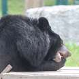 Abused Bear Is Done With Gruel And Really Likes Them Apples