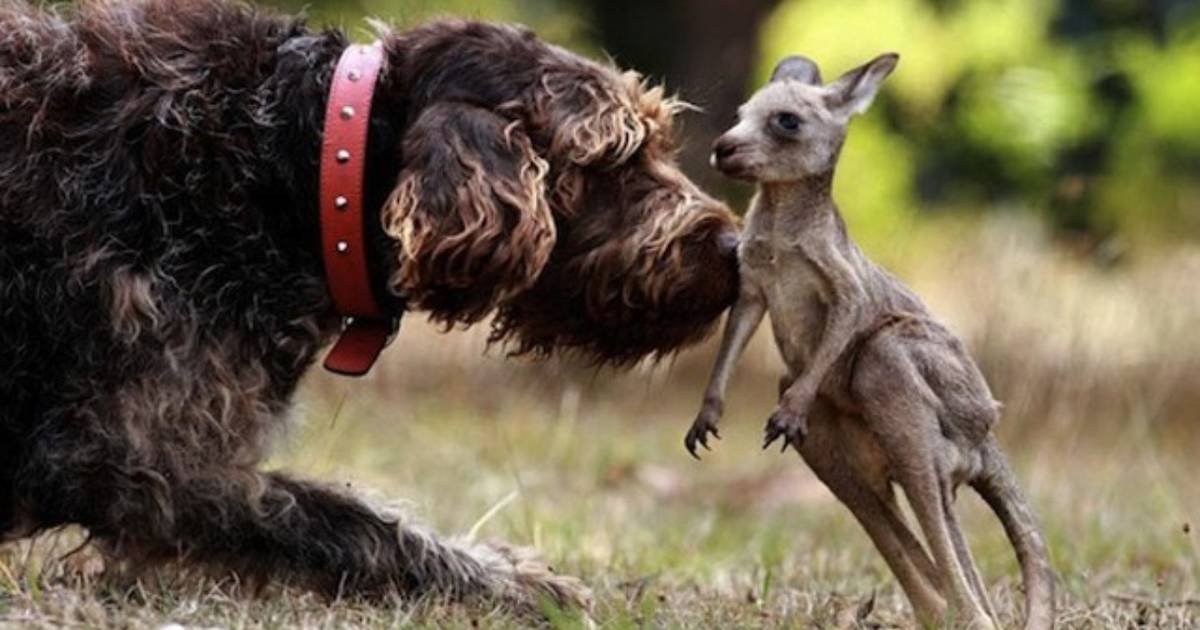 6 Endearing Tales Of Animals Rescuing Animals - The Dodo