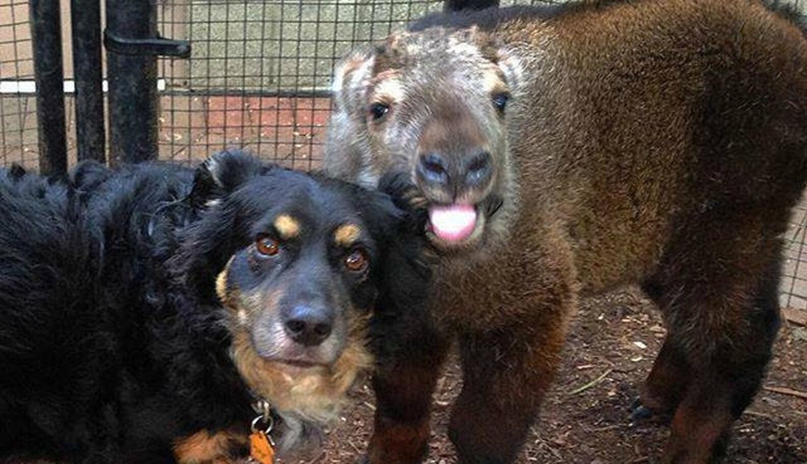 When Captive Animals Abandon Their Babies, This Dog Steps In The Dodo