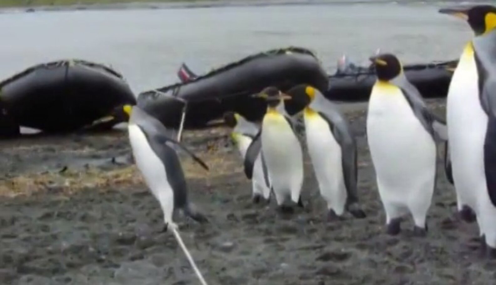 Penguins Try To Navigate Over A Rope, One Succeeds Gracefully - The Dodo