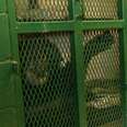 Chimp Who Has Spent Lifetime In Concrete Cell Is Missing