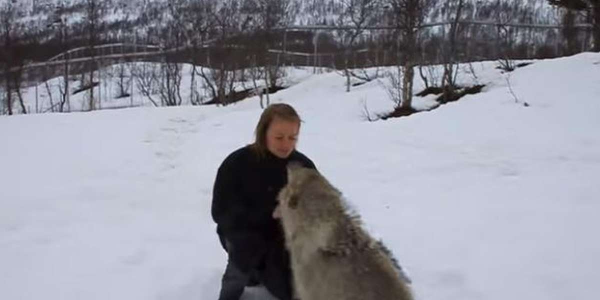 Pack Of Merry Wolves Greets An Old Friend With Kisses - The Dodo