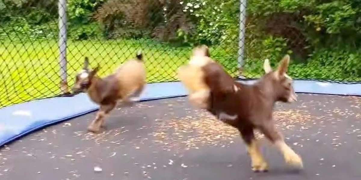 Watch These Baby Goats Bounce Around Happily On A Trampoline - The Dodo