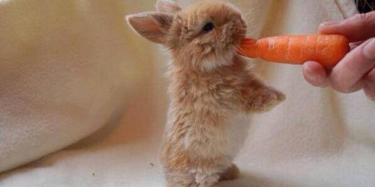 10 Fuzzy Rabbits Who Nibble Food More Adorably Than You Do - The Dodo