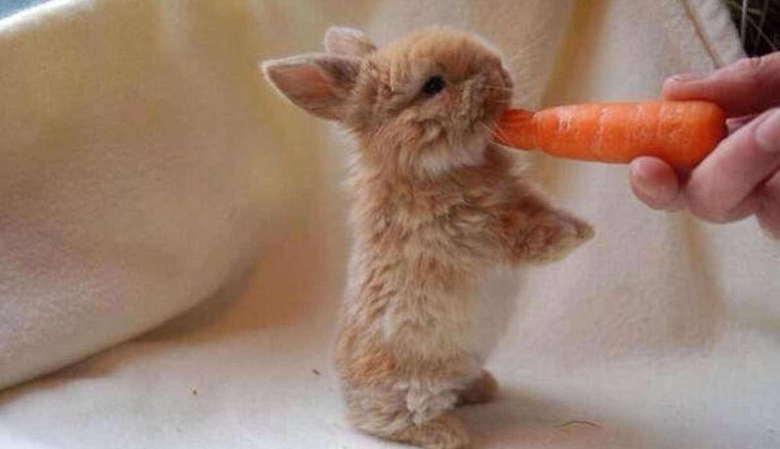 10 Fuzzy Rabbits Who Nibble Food More Adorably Than You Do - The Dodo