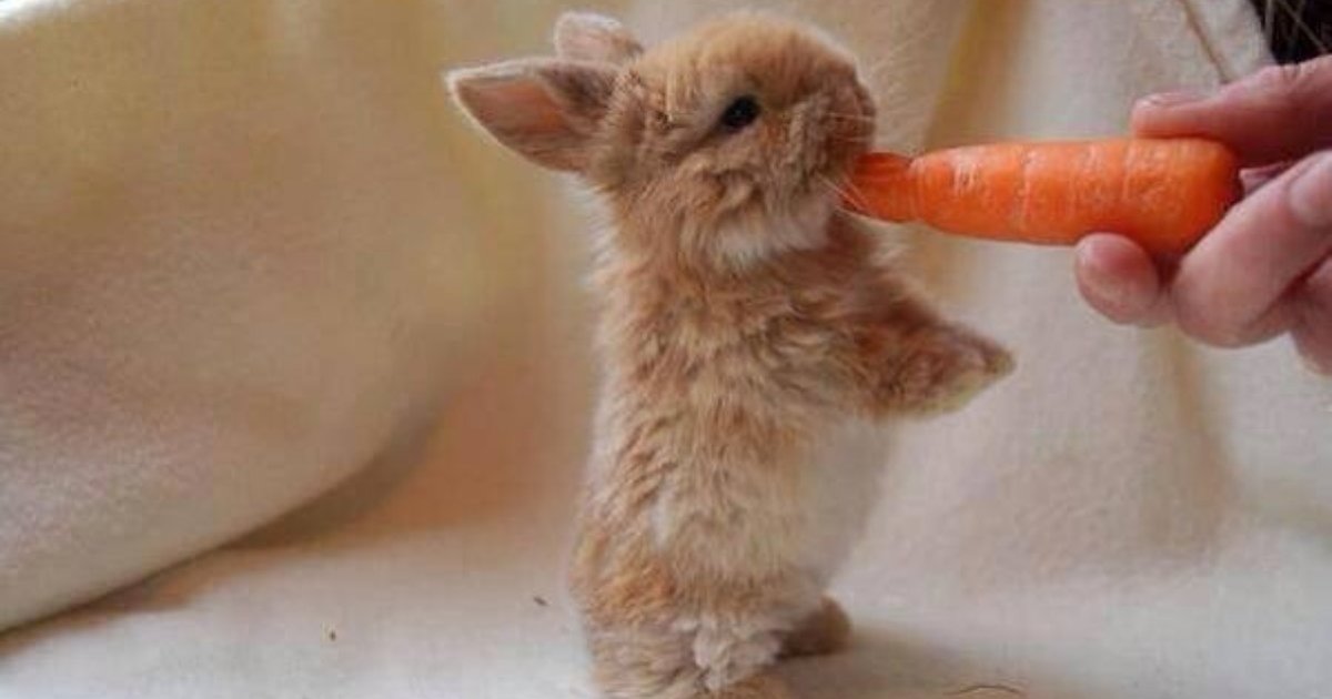 10 Fuzzy Rabbits Who Nibble Food More Adorably Than You Do The Dodo