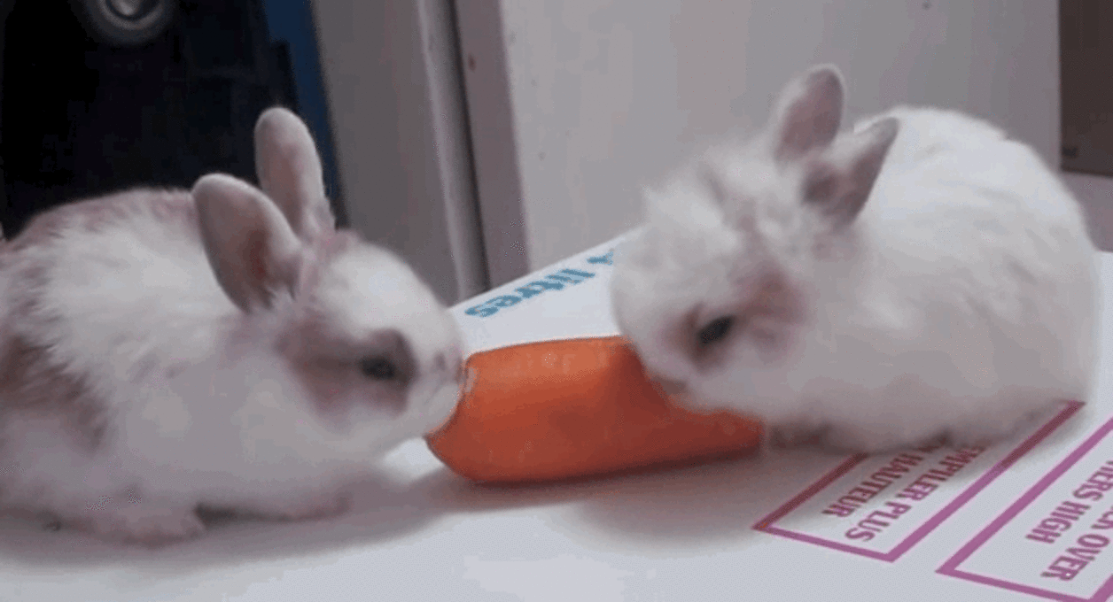 10 Fuzzy Rabbits Who Nibble Food More Adorably Than You Do - The Dodo