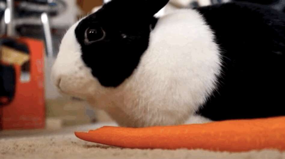 10 Fuzzy Rabbits Who Nibble Food More Adorably Than You Do - The Dodo