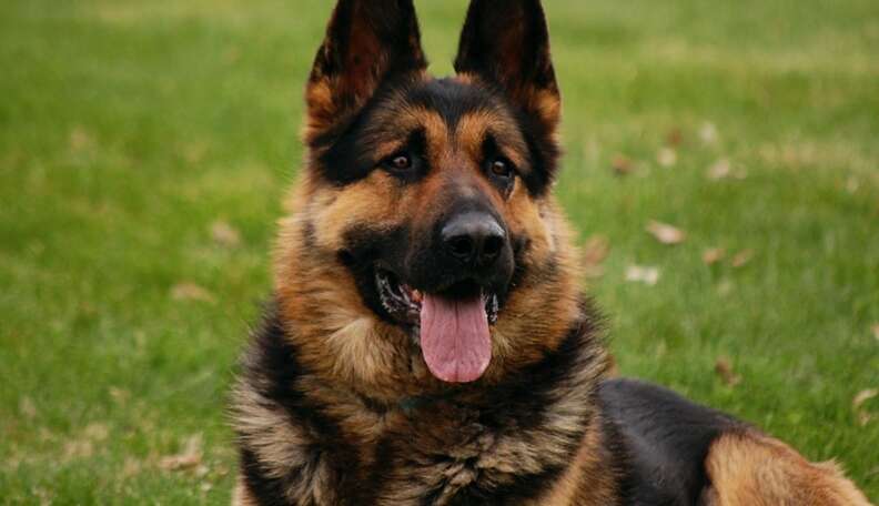 Brazilian store shepherd dog