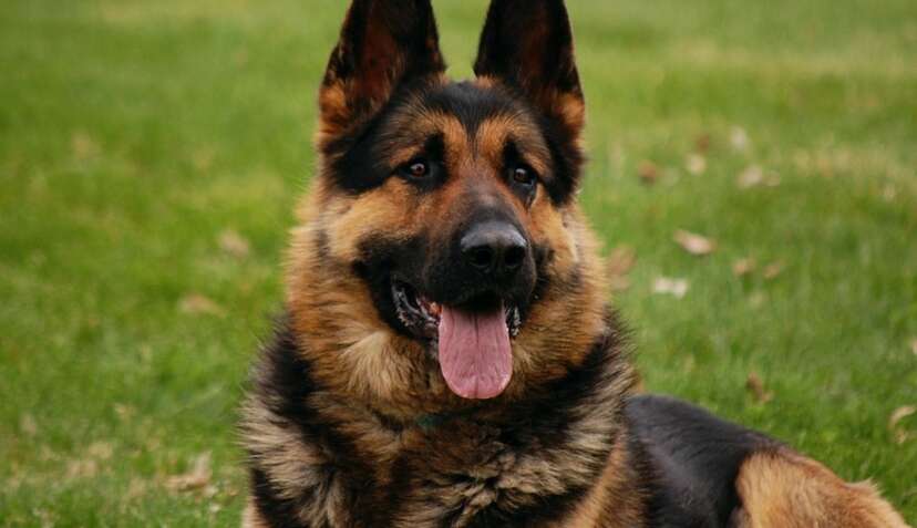 Brazilian german deals shepherd