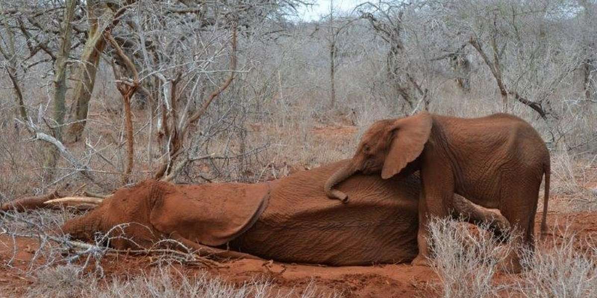 Baby Elephant Loses Her Mom To Poaching - The Dodo