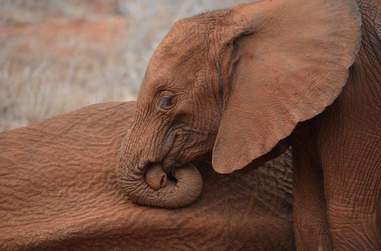 Baby elephant with her dying mother, killed by poachers