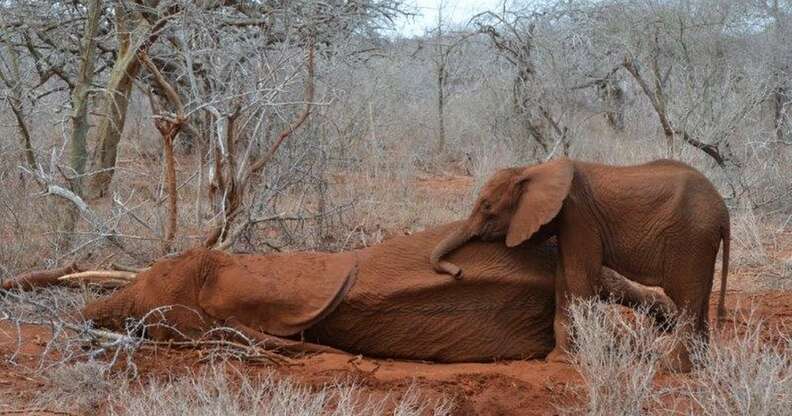 Baby elephant with her dying mother, killed by poachers