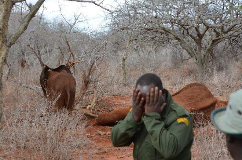 Baby elephant with her dying mother, killed by poachers