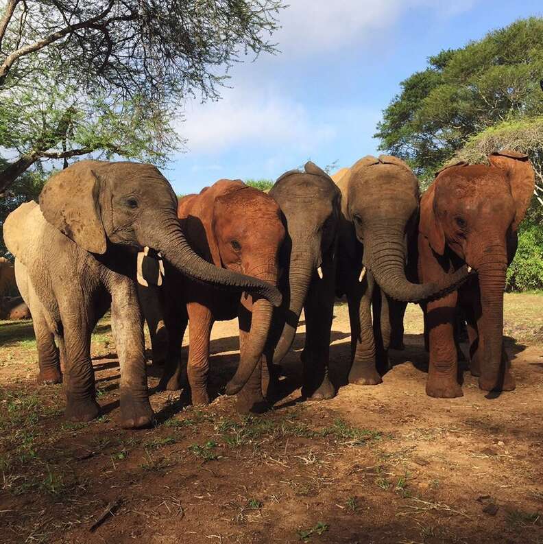 Orphaned elephant herd at the David Sheldrick Wildlife Trust orphanage