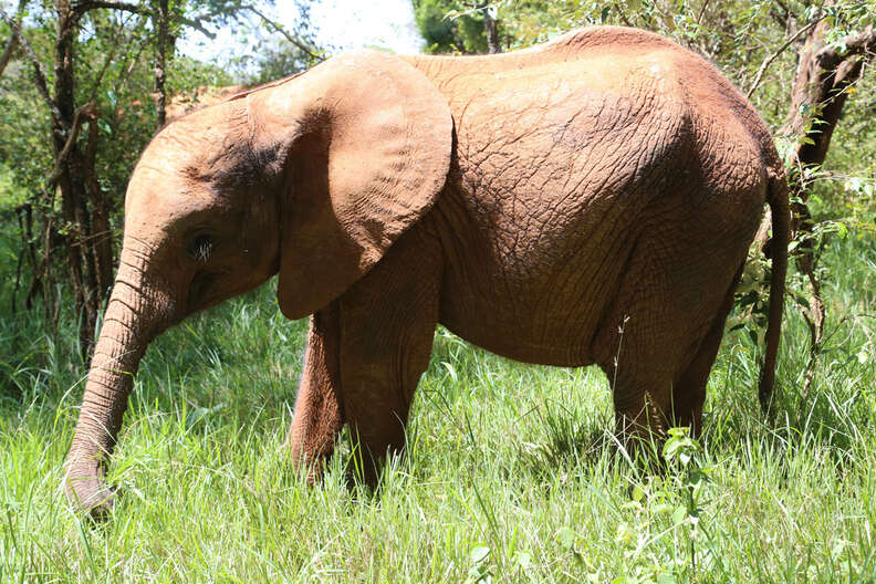 Orphaned elephant at the David Sheldrick Wildlife Trust center