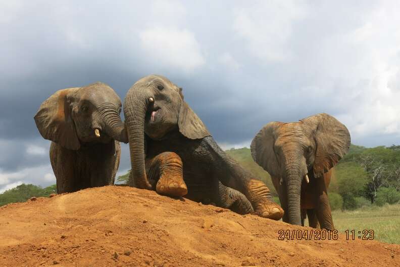 Young elephants at DSWT rehabilitation center
