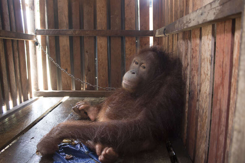 Bornean orangutan locked inside crate in Indonesia