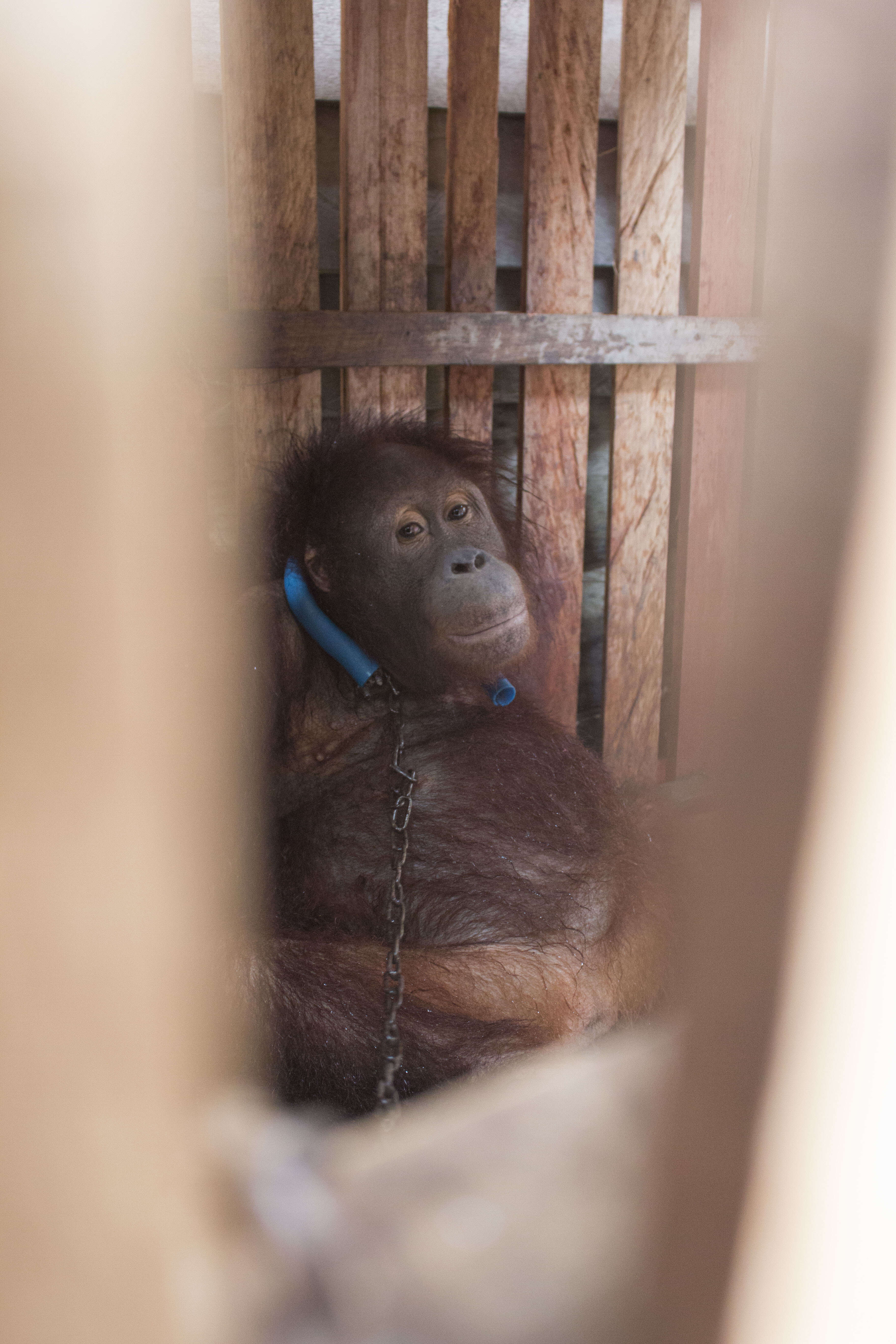 Bornean orangutan locked up inside a crate in Indonesia