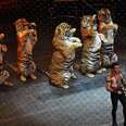Bans On Circuses With Animals Continue To Spread Across Australia