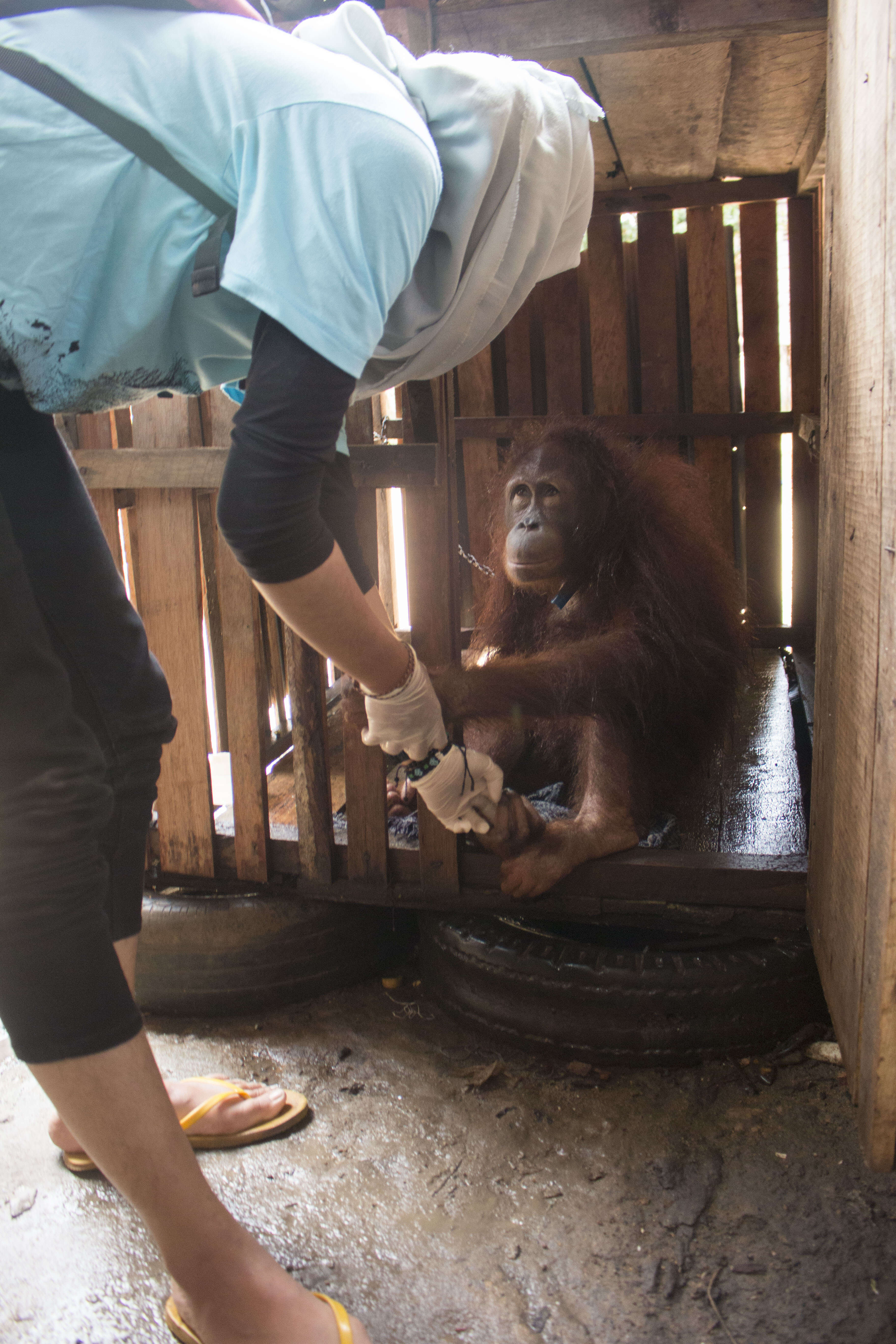 Bornean orangutan locked inside crate in Indonesia