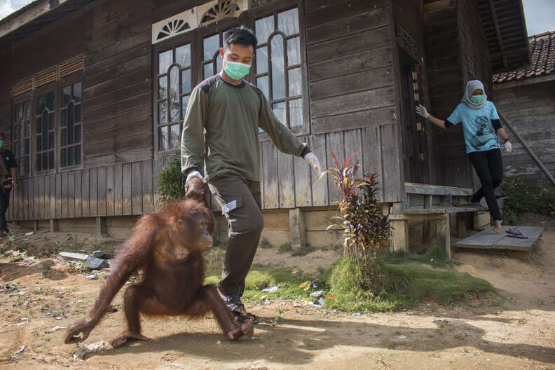 Rescued Bornean orangutan getting help