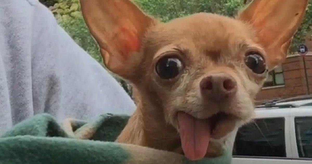 Toothless Chihuahua Finds A Family Who Adores Him The Dodo