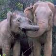 Rescued Elephant Reunites With Her Mom
